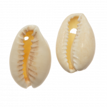 Kauri Muschelperlen (15 - 18 mm) Seashell (25 Gramm / ca. 36 Stück)