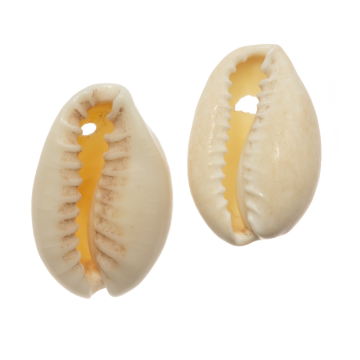 Kauri Muschelperlen (20 - 23 mm) Seashell (25 Gramm / ca. 14 Stück)